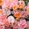 Peach Drift Groundcover Rose - 2 Gallon Pot -Flowers World Shop Rose Drift Peach 23 1