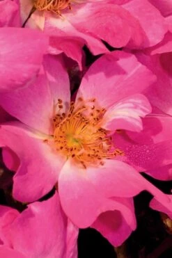 Pink Drift Groundcover Rose - 3 Gallon Pot -Flowers World Shop Rose Drift Pink 20 1