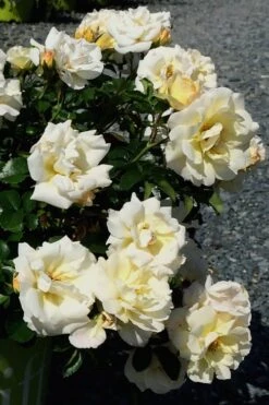Popcorn Drift Groundcover Rose - 3 Gallon Pot -Flowers World Shop Rose Drift Popcorn 10 1