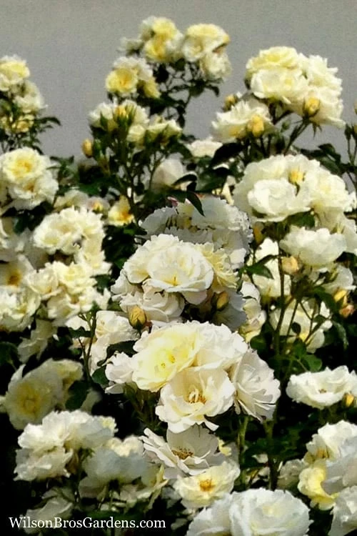 Popcorn Drift Groundcover Rose - 2 Gallon Pot 6 Popcorn Drift Groundcover Rose - 2 Gallon Pot - Image 4