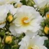 Popcorn Drift Groundcover Rose - 3 Gallon Pot 1 Popcorn Drift Groundcover Rose - 3 Gallon Pot -Flowers World Shop Rose Drift Popcorn 19 1