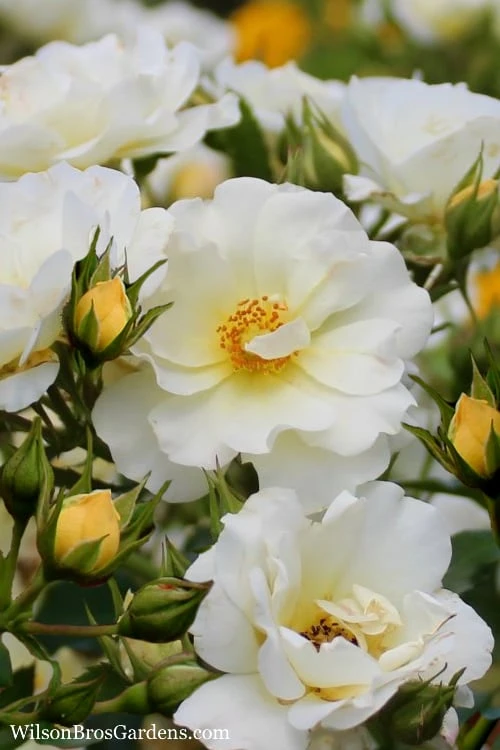 Popcorn Drift Groundcover Rose - 2 Gallon Pot 3 Popcorn Drift Groundcover Rose - 2 Gallon Pot
