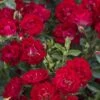 Red Drift Groundcover Rose - 3 Gallon Pot -Flowers World Shop Rose Drift Red 10
