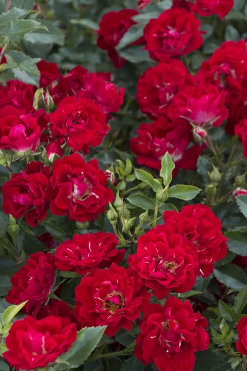 Red Drift Groundcover Rose - 3 Gallon Pot 3 Red Drift Groundcover Rose - 3 Gallon Pot