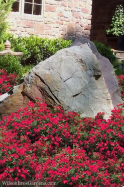Red Drift Groundcover Rose - 3 Gallon Pot 10 Red Drift Groundcover Rose - 3 Gallon Pot -Flowers World Shop Rose Drift Red 12