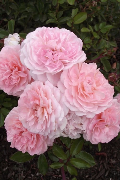 Sweet Drift Groundcover Rose - 2 Gallon Pot 8 Sweet Drift Groundcover Rose - 2 Gallon Pot - Image 6
