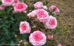 Sweet Drift Groundcover Rose - 1 Gallon Pot -Flowers World Shop Rose Drift Sweet 21 1