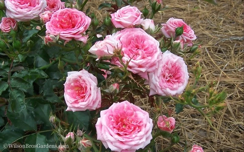 Sweet Drift Groundcover Rose - 2 Gallon Pot 5 Sweet Drift Groundcover Rose - 2 Gallon Pot - Image 3