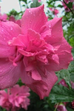 Lucy Rose Of Sharon (Single Trunk Tree) - 7 Gallon Pot (4-5') -Flowers World Shop Rose Of Sharon Lucy 12