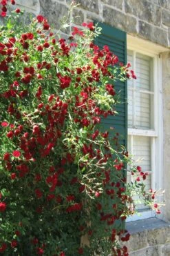 Red Cascade Miniature Climbing Rose - 6 Pack Of 1 Gallon Pots 19 Red Cascade Miniature Climbing Rose - 6 Pack Of 1 Gallon Pots -Flowers World Shop Rose Red Cascade 10