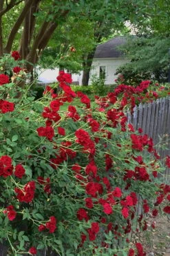 Red Cascade Miniature Climbing Rose - 6 Pack Of 1 Gallon Pots 18 Red Cascade Miniature Climbing Rose - 6 Pack Of 1 Gallon Pots -Flowers World Shop Rose Red Cascade 11