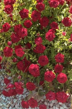 Red Cascade Miniature Climbing Rose - 6 Pack Of 1 Gallon Pots 17 Red Cascade Miniature Climbing Rose - 6 Pack Of 1 Gallon Pots -Flowers World Shop Rose Red Cascade 12