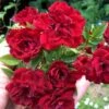 Red Cascade Miniature Climbing Rose - 6 Pack Of 1 Gallon Pots 1 Red Cascade Miniature Climbing Rose - 6 Pack Of 1 Gallon Pots -Flowers World Shop Rose Red Cascade Closeup 2