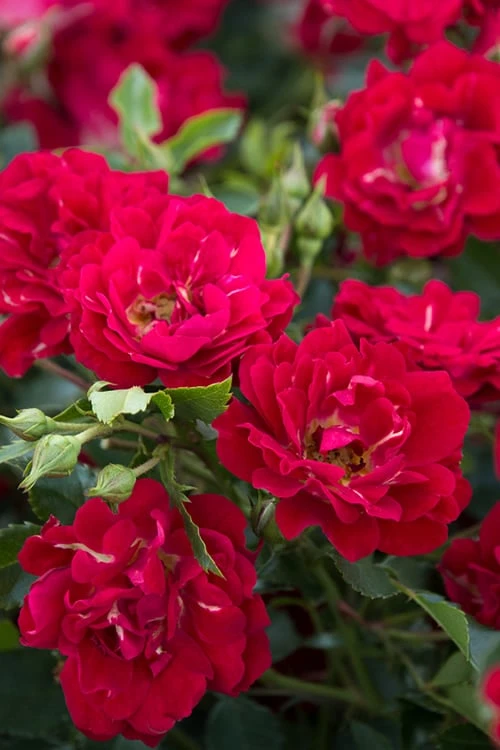Red Drift Groundcover Rose - 3 Gallon Pot 7 Red Drift Groundcover Rose - 3 Gallon Pot - Image 5