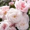 Sweet Drift Groundcover Rose - 1 Gallon Pot -Flowers World Shop Rose Sweet Drift BS 1