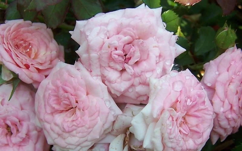 Sweet Drift Groundcover Rose - 2 Gallon Pot 6 Sweet Drift Groundcover Rose - 2 Gallon Pot - Image 4