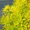 Lemon Ball Sedum - 5 Pack Of Pint Pots -Flowers World Shop Sedum mexicanum lemon ball 1 1