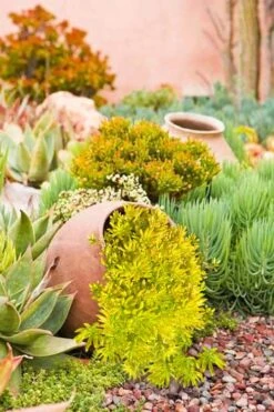 Lemon Ball Sedum - 3 Pack Of Quart Pots -Flowers World Shop Sedum mexicanum lemon ball 2