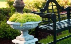 Lemon Ball Sedum - 3 Pack Of Quart Pots -Flowers World Shop Sedum mexicanum lemon ball 6