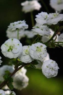 Plena Double Bridal Wreath Spirea (Spirea Prunifolia) - 6 Pack Of 1 Gallon Pots -Flowers World Shop Spirea Bridal Wreath Plena 1