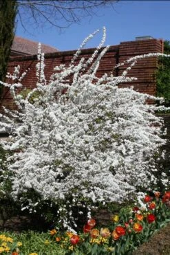 Plena Double Bridal Wreath Spirea (Spirea Prunifolia) - 3 Gallon Pot -Flowers World Shop Spirea Bridal Wreath Plena 3 1