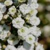 Plena Double Bridal Wreath Spirea (Spirea Prunifolia) - 3 Gallon Pot -Flowers World Shop Spirea Bridal Wreath Plena 4 1