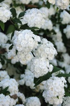 Double Reeves Bridal Wreath Spirea - 1 Gallon Pot -Flowers World Shop Spirea Double Reeves 2