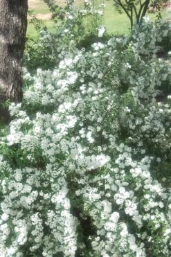 Double Reeves Bridal Wreath Spirea - 1 Gallon Pot -Flowers World Shop Spirea Double Reeves 4