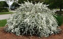 Double Reeves Bridal Wreath Spirea - 1 Gallon Pot -Flowers World Shop Spirea Reeves 7