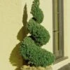 Spiral Dwarf Alberta Spruce Topiary - 2 Gallon Pot -Flowers World Shop Spruce Dwarf Alberta Spiral Topiary 500x750 3