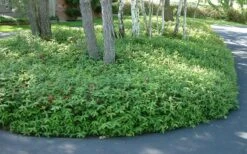 Creeping St Johns Wort - Hypericum Calycinum - 6 Pack Of Pint Pots -Flowers World Shop St Johns Wort 1 1