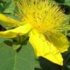 Creeping St Johns Wort (Hypericum Calycinum) - 5 Pack Of Quart Pots 1 Creeping St Johns Wort (Hypericum Calycinum) - 5 Pack Of Quart Pots -Flowers World Shop St Johns Wort Creeping