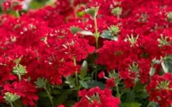 EnduraScape Red Verbena - 1 Gallon Pot 11 EnduraScape Red Verbena - 1 Gallon Pot -Flowers World Shop Verbena EnduraScape Red
