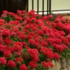EnduraScape Red Verbena - 1 Gallon Pot -Flowers World Shop Verbena EnduraScape Red 6