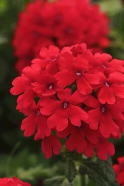 EnduraScape Red Verbena - 1 Gallon Pot 10 EnduraScape Red Verbena - 1 Gallon Pot -Flowers World Shop Verbena EnduraScape Red 7