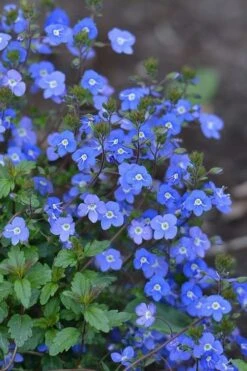 Georgia Blue Veronica Umbrosa - 1 Gallon Pot 11 Georgia Blue Veronica Umbrosa - 1 Gallon Pot -Flowers World Shop Veronica Georgia Blue 500x750 1