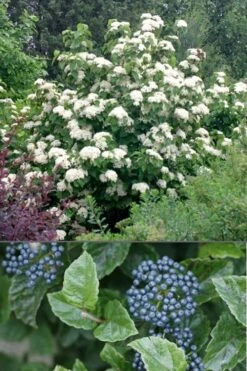 All That Glows Arrowwood Viburnum - 2 Gallon Pot -Flowers World Shop Viburnum All That Glows 4