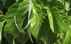 Chicago Luster Arrowwood Viburnum - 1 Gallon Pot 14 Chicago Luster Arrowwood Viburnum - 1 Gallon Pot -Flowers World Shop Viburnum Chicago Luster 1