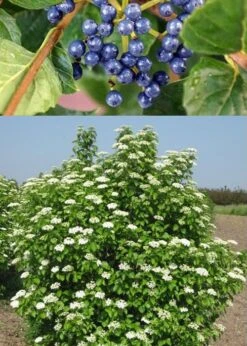 Chicago Luster Arrowwood Viburnum - 3 Gallon Pot 13 Chicago Luster Arrowwood Viburnum - 3 Gallon Pot -Flowers World Shop Viburnum Chicago Luster 3 1
