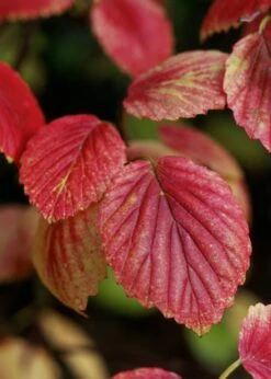 Chicago Luster Arrowwood Viburnum - 3 Gallon Pot 15 Chicago Luster Arrowwood Viburnum - 3 Gallon Pot -Flowers World Shop Viburnum Chicago Luster 4 1