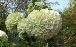 Chinese Snowball Viburnum Bush - 3 Gallon Pot -Flowers World Shop Viburnum Chinese Snowball Bloom Green