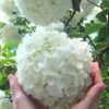 Chinese Snowball Viburnum Bush - 7 Gallon Pot (3-4') 2 Chinese Snowball Viburnum Bush - 7 Gallon Pot (3-4') -Flowers World Shop Viburnum Chinese Snowball Rev 500x750 3