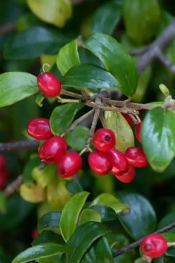 Dwarf Evergreen Snowball Viburnum 'Conoy' - 3 Gallon Pot 16 Dwarf Evergreen Snowball Viburnum 'Conoy' - 3 Gallon Pot -Flowers World Shop Viburnum Conoy 4