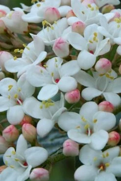 Dwarf Evergreen Snowball Viburnum 'Conoy' - 3 Gallon Pot 17 Dwarf Evergreen Snowball Viburnum 'Conoy' - 3 Gallon Pot -Flowers World Shop Viburnum Conoy 5