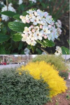 Dwarf Evergreen Snowball Viburnum 'Conoy' - 3 Gallon Pot 15 Dwarf Evergreen Snowball Viburnum 'Conoy' - 3 Gallon Pot -Flowers World Shop Viburnum Conoy 7
