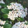 Dwarf Evergreen Snowball Viburnum 'Conoy' - 3 Gallon Pot 1 Dwarf Evergreen Snowball Viburnum 'Conoy' - 3 Gallon Pot -Flowers World Shop Viburnum Conoy 8