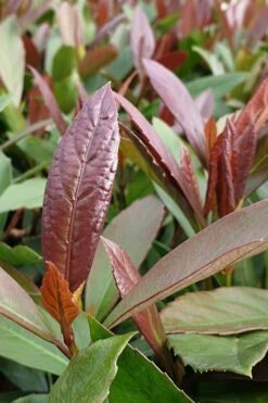 Coppertop Sweet Viburnum - 2 Gallon Pot 9 Coppertop Sweet Viburnum - 2 Gallon Pot -Flowers World Shop Viburnum Coppertop 3 1