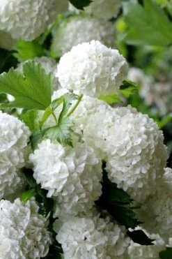 European Snowball Viburnum Bush - 3 Gallon Pot -Flowers World Shop Viburnum European Snowball 5