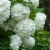 European Snowball Viburnum Bush - 3 Gallon Pot 1 European Snowball Viburnum Bush - 3 Gallon Pot -Flowers World Shop Viburnum European Snowball 6