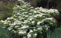 Mariesii Doublefile Viburnum - 1 Gallon Pot 12 Mariesii Doublefile Viburnum - 1 Gallon Pot -Flowers World Shop Viburnum Mariesii 1 2